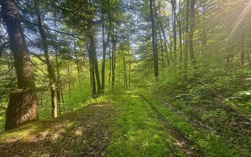 Tract B John Orr Road, Independence, West Virginia 26374, ,Lots/land,For Sale,John Orr,10165314 Tract B John Orr Road, Independence, West Virginia 26374, ,Lots/land,For Sale,John Orr,10165314