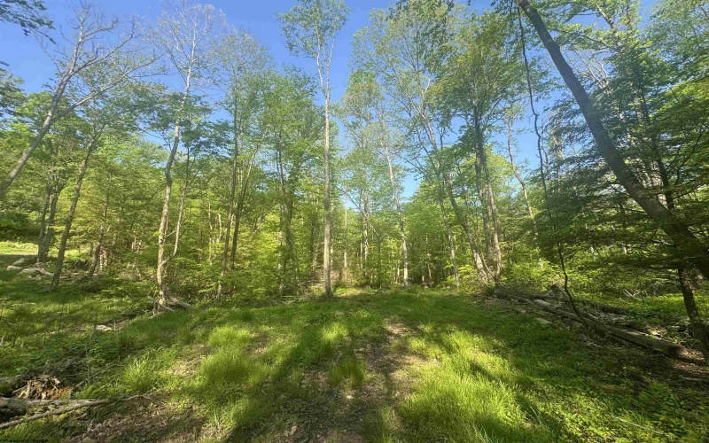 Tract B John Orr Road, Independence, West Virginia 26374, ,Lots/land,For Sale,John Orr,10165314 Tract B John Orr Road, Independence, West Virginia 26374, ,Lots/land,For Sale,John Orr,10165314