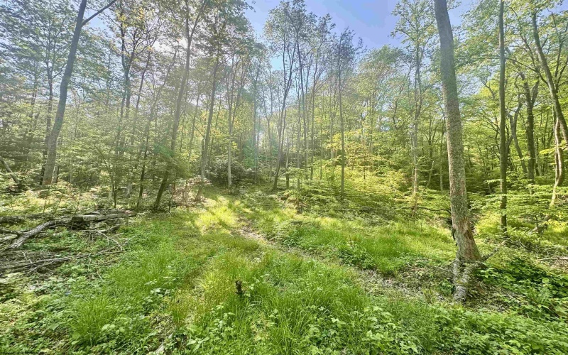 Tract B John Orr Road, Independence, West Virginia 26374, ,Lots/land,For Sale,John Orr,10165314 Tract B John Orr Road, Independence, West Virginia 26374, ,Lots/land,For Sale,John Orr,10165314