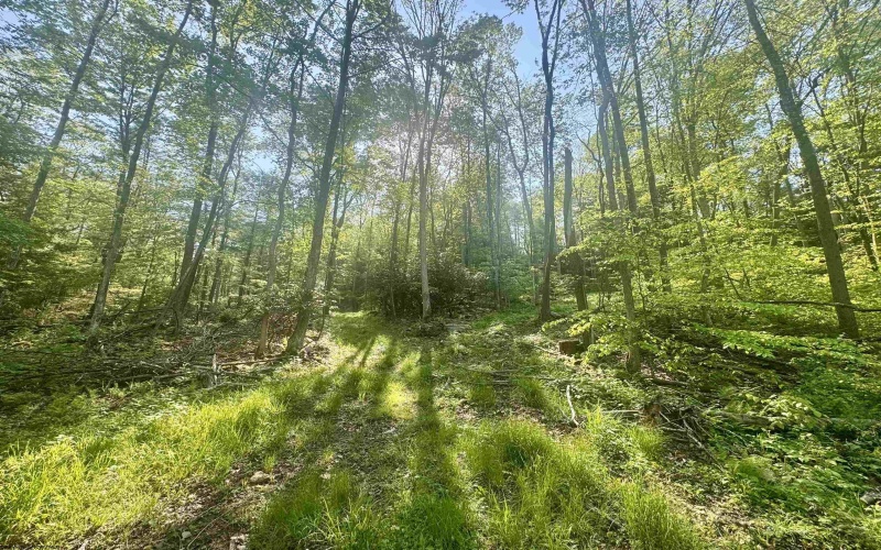 Tract B John Orr Road, Independence, West Virginia 26374, ,Lots/land,For Sale,John Orr,10165314 Tract B John Orr Road, Independence, West Virginia 26374, ,Lots/land,For Sale,John Orr,10165314