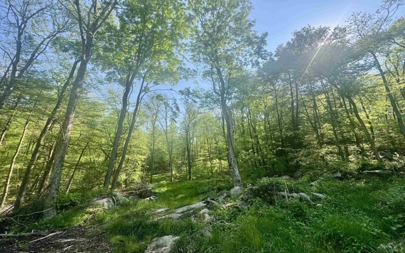 Tract B John Orr Road, Independence, West Virginia 26374, ,Lots/land,For Sale,John Orr,10165314 Tract B John Orr Road, Independence, West Virginia 26374, ,Lots/land,For Sale,John Orr,10165314