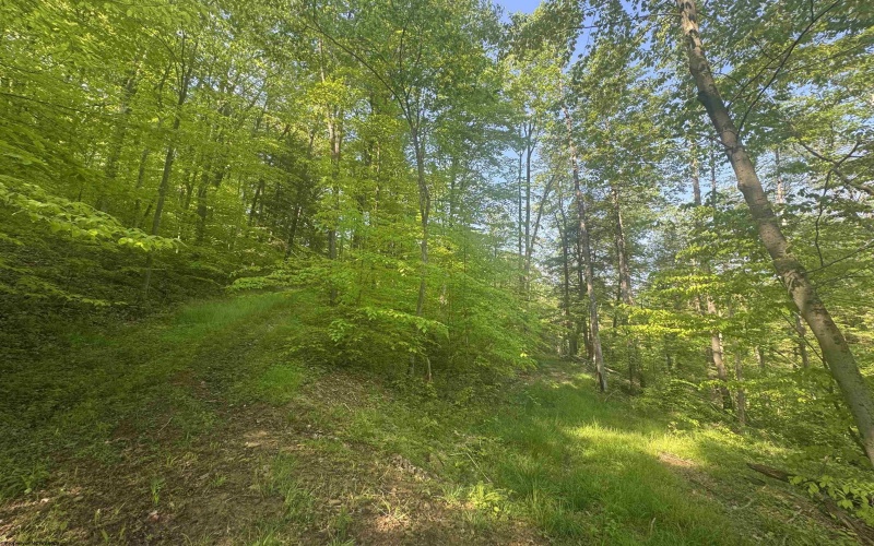 Tract B John Orr Road, Independence, West Virginia 26374, ,Lots/land,For Sale,John Orr,10165314 Tract B John Orr Road, Independence, West Virginia 26374, ,Lots/land,For Sale,John Orr,10165314