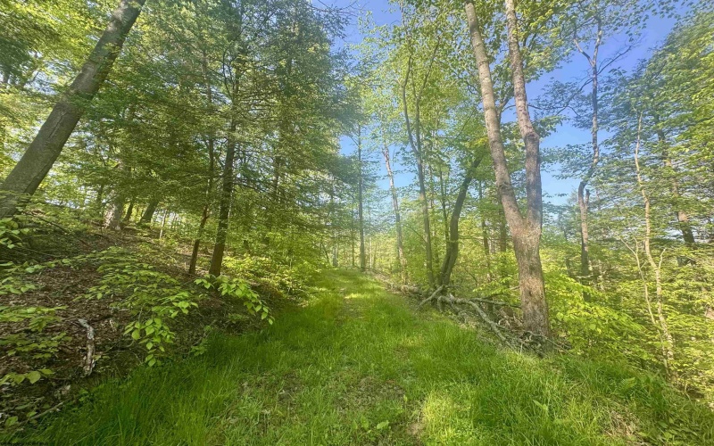 Tract B John Orr Road, Independence, West Virginia 26374, ,Lots/land,For Sale,John Orr,10165314 Tract B John Orr Road, Independence, West Virginia 26374, ,Lots/land,For Sale,John Orr,10165314