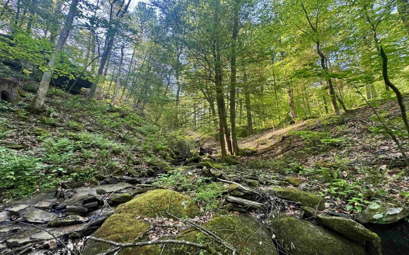 Tract B John Orr Road, Independence, West Virginia 26374, ,Lots/land,For Sale,John Orr,10165314 Tract B John Orr Road, Independence, West Virginia 26374, ,Lots/land,For Sale,John Orr,10165314