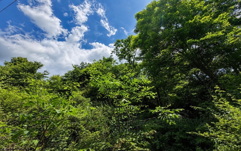 Lot 11 Iron Horse Lane, Dryfork, West Virginia 26263, ,Lots/land,For Sale,Iron Horse,10165306 Lot 11 Iron Horse Lane, Dryfork, West Virginia 26263, ,Lots/land,For Sale,Iron Horse,10165306
