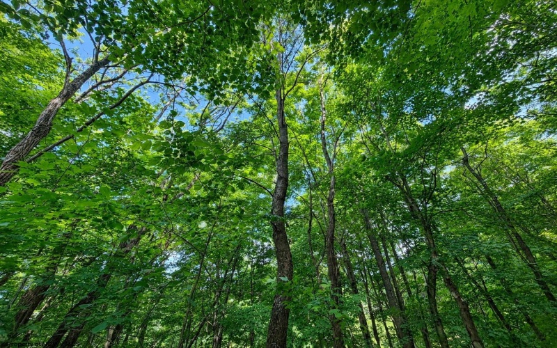 Lot 8 Iron Horse Lane, Dryfork, West Virginia 26263, ,Lots/land,For Sale,Iron Horse,10165304