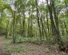 TBD Helens Run Road, Worthington, West Virginia 26591, ,Lots/land,For Sale,Helens Run,10165296