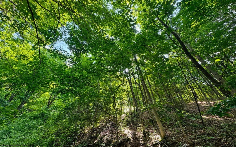Lot 10 Iron Horse Lane, Dryfork, West Virginia 26263, ,Lots/land,For Sale,Iron Horse,10165305