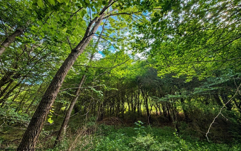 Lot 6 Iron Horse Lane, Dryfork, West Virginia 26263, ,Lots/land,For Sale,Iron Horse,10165303