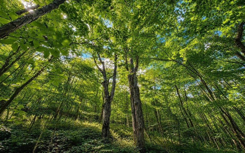 Lot 12 Iron Horse Lane, Dryfork, West Virginia 26263, ,Lots/land,For Sale,Iron Horse,10165307 Lot 12 Iron Horse Lane, Dryfork, West Virginia 26263, ,Lots/land,For Sale,Iron Horse,10165307