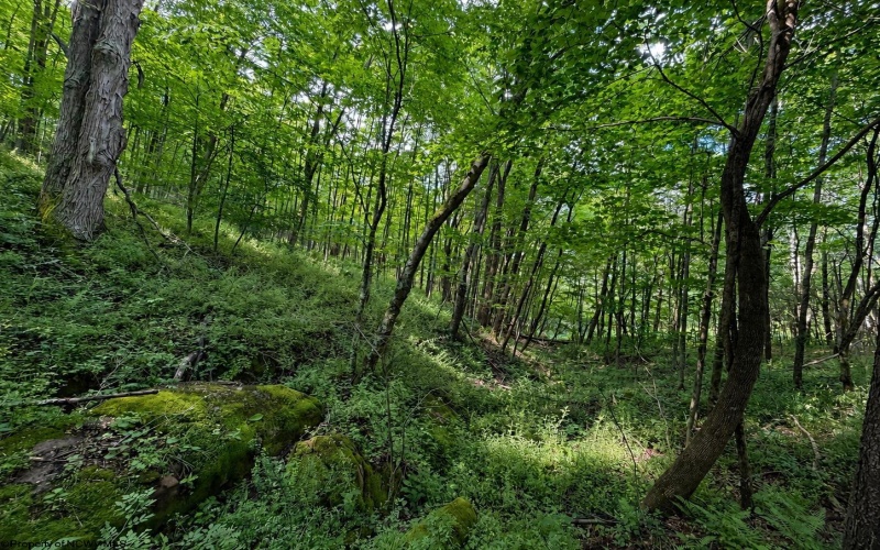 Lot 12 Iron Horse Lane, Dryfork, West Virginia 26263, ,Lots/land,For Sale,Iron Horse,10165307 Lot 12 Iron Horse Lane, Dryfork, West Virginia 26263, ,Lots/land,For Sale,Iron Horse,10165307