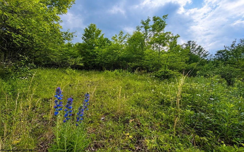 Lot 4 Iron Horse Lane, Dryfork, West Virginia 26263, ,Lots/land,For Sale,Iron Horse,10165302