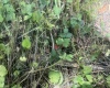 34 Sandy Beach Road, Fairmont, West Virginia 26554, ,Lots/land,For Sale,Sandy Beach,10165335