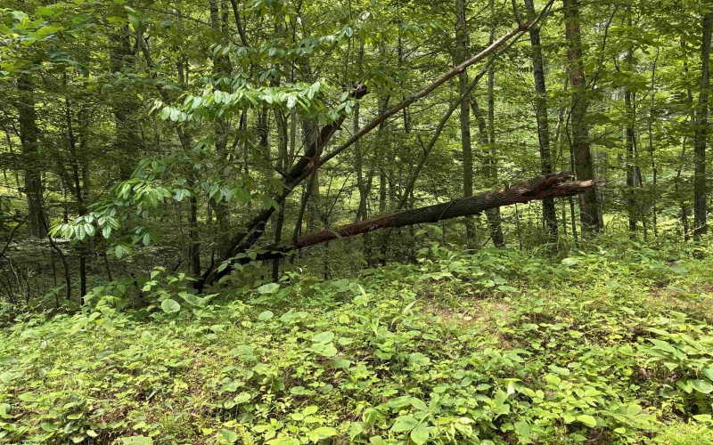 1168 Heaston Ridge Road, Crawford, West Virginia 26343, ,Lots/land,For Sale,Heaston Ridge,10165331