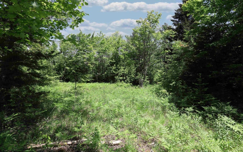 Lot 64 Venice Place, Davis, West Virginia 26260, ,Lots/land,For Sale,Venice,10165354