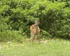 TBD Little Beaver Creek Road, Bruceton Mills, West Virginia 26525, ,Lots/land,For Sale,Little Beaver Creek,10165363