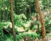 TBD Eagles Nest Road, Bruceton Mills, West Virginia 26525, ,Lots/land,For Sale,Eagles Nest,10165422
