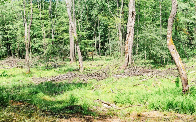 TBD Eagles Nest Road, Bruceton Mills, West Virginia 26525, ,Lots/land,For Sale,Eagles Nest,10165422