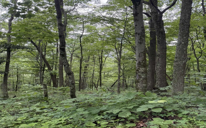 21 and 21.1 PYLES Fork, Mannington, West Virginia 26582, ,Lots/land,For Sale,PYLES,10165432