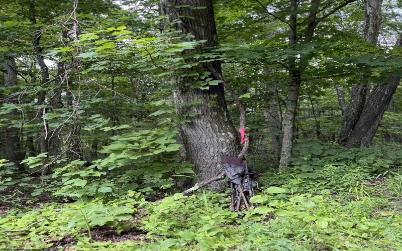 21 and 21.1 PYLES Fork, Mannington, West Virginia 26582, ,Lots/land,For Sale,PYLES,10165432
