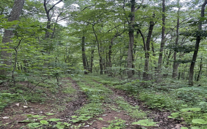 21 and 21.1 PYLES Fork, Mannington, West Virginia 26582, ,Lots/land,For Sale,PYLES,10165432