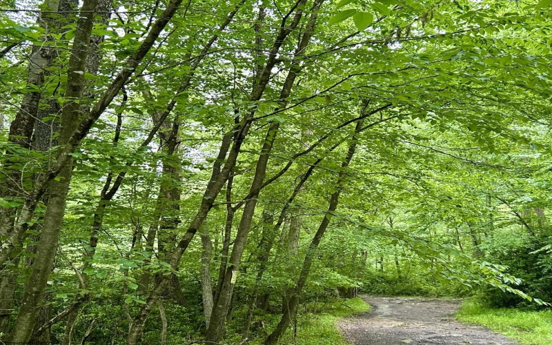 TBD Camp Mountaineer Road, Morgantown, West Virginia 26508, ,Lots/land,For Sale,Camp Mountaineer,10165459