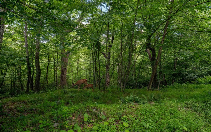 TBD Camp Mountaineer Road, Morgantown, West Virginia 26508, ,Lots/land,For Sale,Camp Mountaineer,10165459