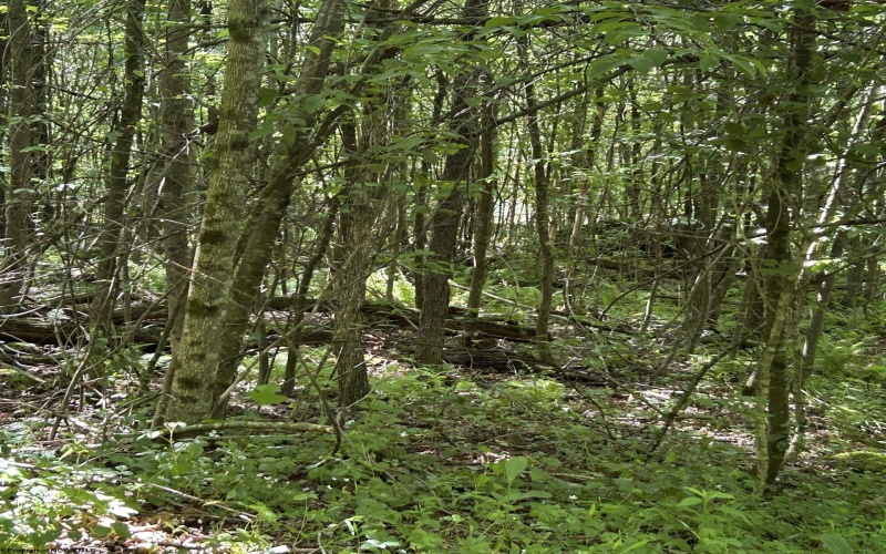 3091B Pleasantdale Road, Kingwood, West Virginia 26537, ,Lots/land,For Sale,Pleasantdale,10165457