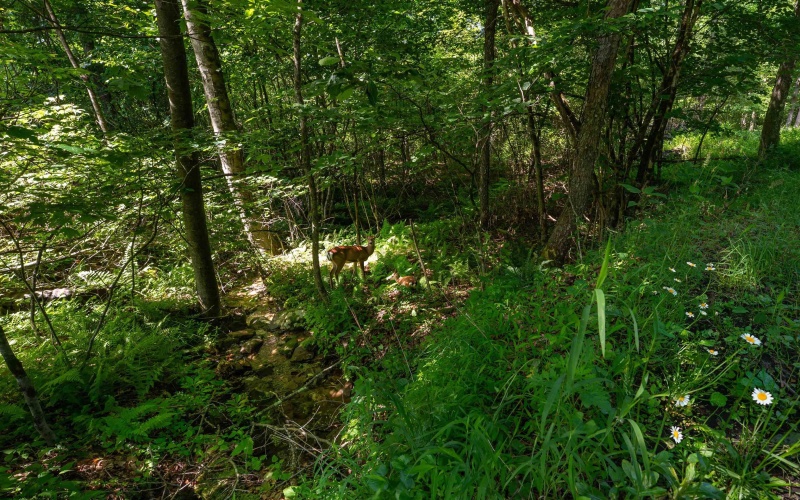 3091B Pleasantdale Road, Kingwood, West Virginia 26537, ,Lots/land,For Sale,Pleasantdale,10165457