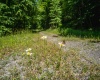 3091B Pleasantdale Road, Kingwood, West Virginia 26537, ,Lots/land,For Sale,Pleasantdale,10165457