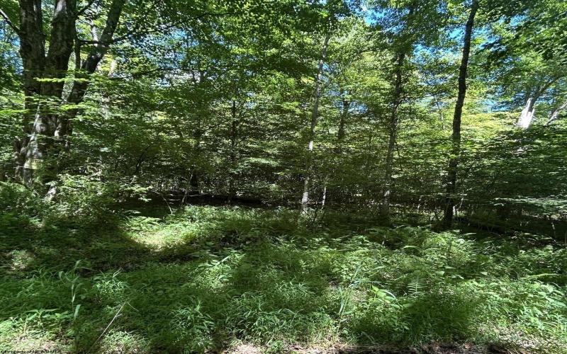 3091B Pleasantdale Road, Kingwood, West Virginia 26537, ,Lots/land,For Sale,Pleasantdale,10165457