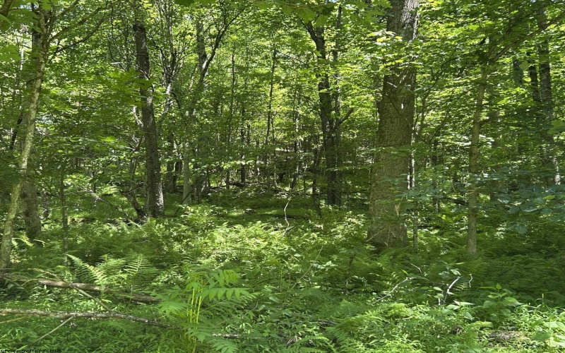 3091B Pleasantdale Road, Kingwood, West Virginia 26537, ,Lots/land,For Sale,Pleasantdale,10165457