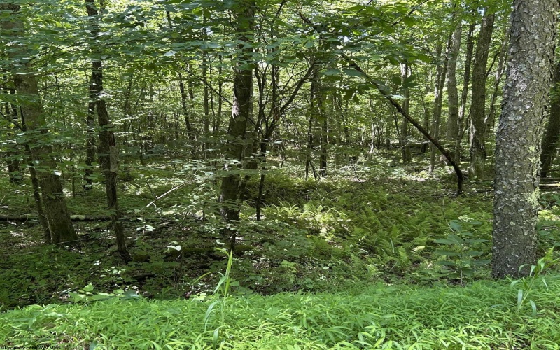 3091B Pleasantdale Road, Kingwood, West Virginia 26537, ,Lots/land,For Sale,Pleasantdale,10165457