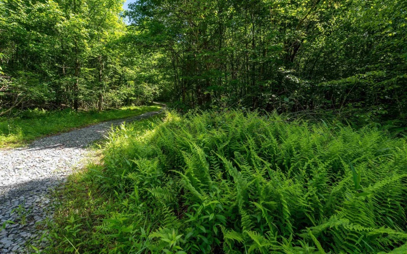 3091B Pleasantdale Road, Kingwood, West Virginia 26537, ,Lots/land,For Sale,Pleasantdale,10165457