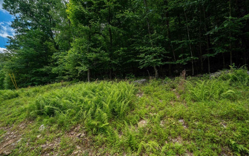 Lot 21 Trailwood Circle, Bruceton Mills, West Virginia 26525, ,Lots/land,For Sale,Trailwood,10165480