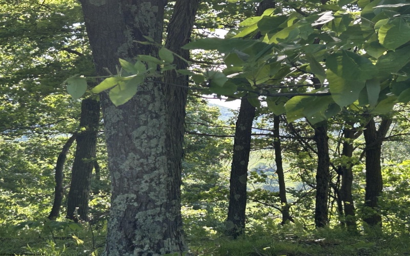 5400 Brandonville Pike, Terra Alta, West Virginia 26764, ,Lots/land,For Sale,Brandonville,10165497 5400 Brandonville Pike, Terra Alta, West Virginia 26764, ,Lots/land,For Sale,Brandonville,10165497