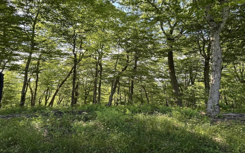 5400 Brandonville Pike, Terra Alta, West Virginia 26764, ,Lots/land,For Sale,Brandonville,10165497 5400 Brandonville Pike, Terra Alta, West Virginia 26764, ,Lots/land,For Sale,Brandonville,10165497