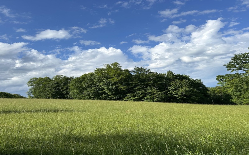 5400 Brandonville Pike, Terra Alta, West Virginia 26764, ,Lots/land,For Sale,Brandonville,10165497 5400 Brandonville Pike, Terra Alta, West Virginia 26764, ,Lots/land,For Sale,Brandonville,10165497