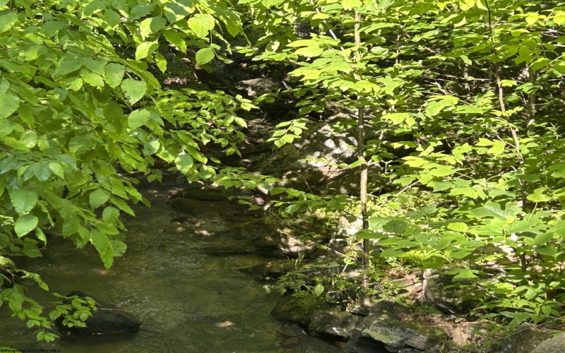 5400 Brandonville Pike, Terra Alta, West Virginia 26764, ,Lots/land,For Sale,Brandonville,10165497 5400 Brandonville Pike, Terra Alta, West Virginia 26764, ,Lots/land,For Sale,Brandonville,10165497