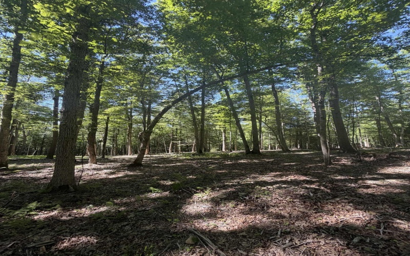 105 Laural Loop, Bruceton Mills, West Virginia 26525, ,Lots/land,For Sale,Laural,10165501 105 Laural Loop, Bruceton Mills, West Virginia 26525, ,Lots/land,For Sale,Laural,10165501