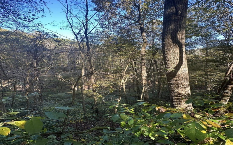 Lot 7 CANNON HILL Road, Rowlesburg, West Virginia 26425, ,Lots/land,For Sale,CANNON HILL,10165519
