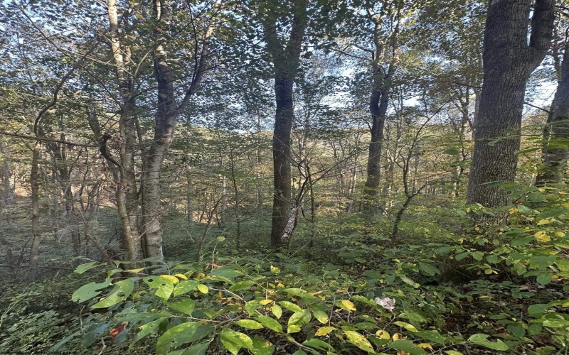Lot 7 CANNON HILL Road, Rowlesburg, West Virginia 26425, ,Lots/land,For Sale,CANNON HILL,10165519