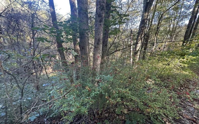 Lot 7 CANNON HILL Road, Rowlesburg, West Virginia 26425, ,Lots/land,For Sale,CANNON HILL,10165519