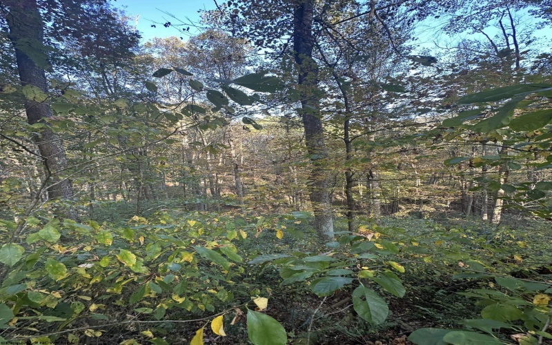 Lot 7 CANNON HILL Road, Rowlesburg, West Virginia 26425, ,Lots/land,For Sale,CANNON HILL,10165519
