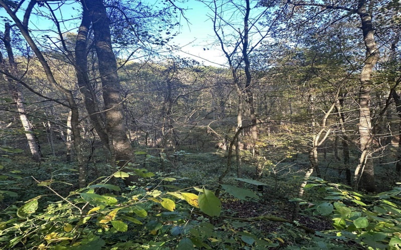 Lot 7 CANNON HILL Road, Rowlesburg, West Virginia 26425, ,Lots/land,For Sale,CANNON HILL,10165519