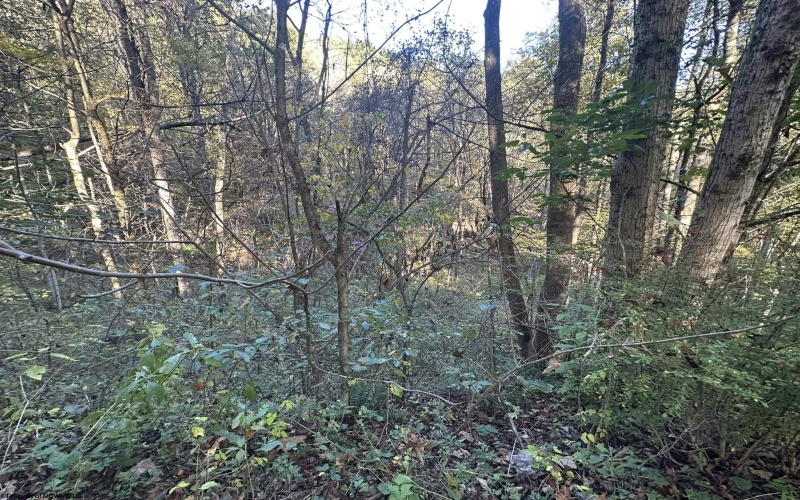 Lot 7 CANNON HILL Road, Rowlesburg, West Virginia 26425, ,Lots/land,For Sale,CANNON HILL,10165519