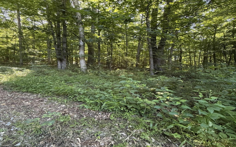 TBD Suds Run Road, Mount Clare, West Virginia 26408, ,Lots/land,For Sale,Suds Run,10165537