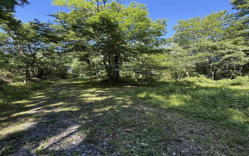 TBD Suds Run Road, Mount Clare, West Virginia 26408, ,Lots/land,For Sale,Suds Run,10165537