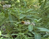 TBD Suds Run Road, Mount Clare, West Virginia 26408, ,Lots/land,For Sale,Suds Run,10165537