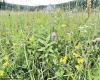 Lot B Cortland Road, Davis, West Virginia 26260-0000, ,Lots/land,For Sale,Cortland,10165563